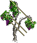Grapevines east 2.png